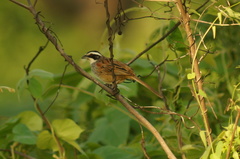 Peucaea ruficauda