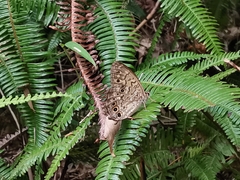 Neope goschkevitschii