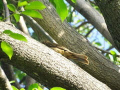 Turdus grayi