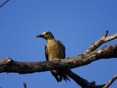 Melanerpes aurifrons