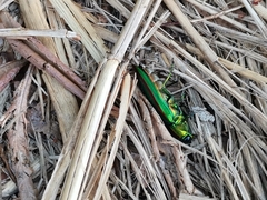 Chrysochroa fulgidissima