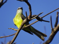 Tyrannus melancholicus