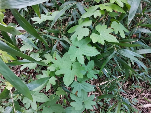 Image of Dioscorea quinquelobata by (c) harum.koh, some rights reserved (CC BY-SA)
