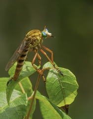 Diogmites crudelis
