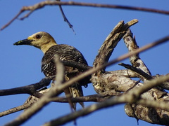 Melanerpes aurifrons