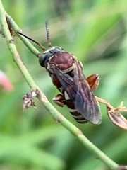Triepeolus rufithorax