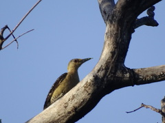 Melanerpes aurifrons