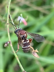 Triepeolus rufithorax