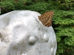 Neope goschkevitschii