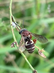Triepeolus rufithorax