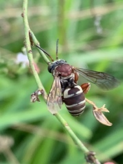 Triepeolus rufithorax