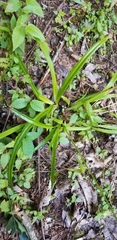 Carex folliculata