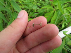 Carex texensis