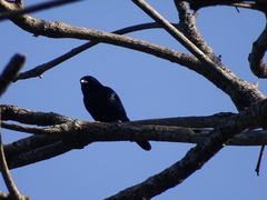 Volatinia jacarina