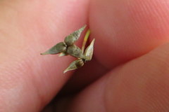 Carex texensis