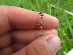 Carex texensis