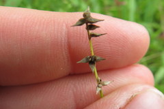 Carex texensis