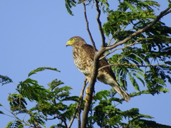 Rupornis magnirostris