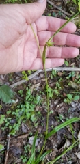 Carex folliculata