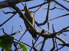 Melanerpes aurifrons