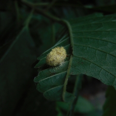 Druon quercuslanigerum