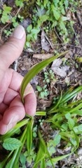 Carex folliculata
