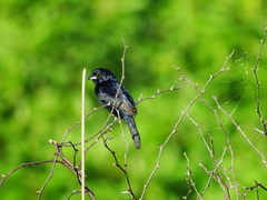 Volatinia jacarina