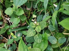 Angiospermae