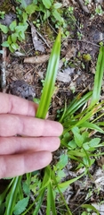 Carex folliculata