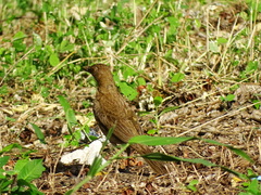 Turdus grayi
