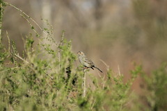 Rhopospina fruticeti