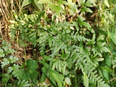 Pteris dispar