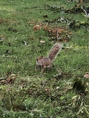 Sciurus carolinensis