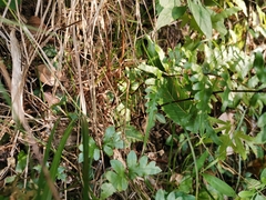 Pteris dispar