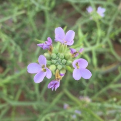 Cakile maritima euxina