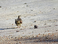 Columbina inca
