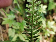 Pteris dispar