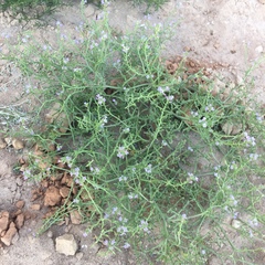 Cakile maritima euxina