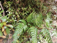 Dryopteris pacifica