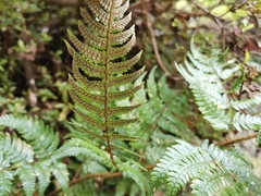 Dryopteris pacifica