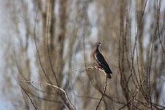 Patagioenas picazuro