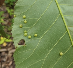 Caryomyia conoidea
