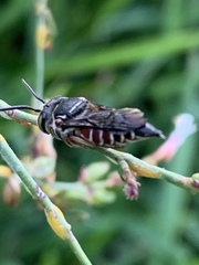 Coelioxys slossoni slossoni