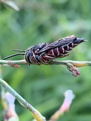 Coelioxys slossoni slossoni