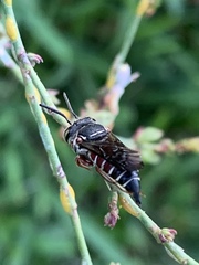 Coelioxys slossoni slossoni
