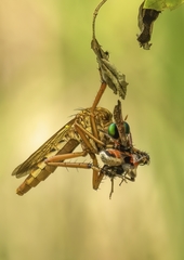 Diogmites crudelis
