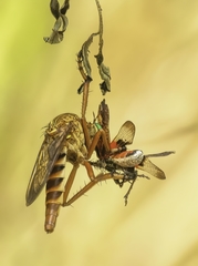 Diogmites crudelis