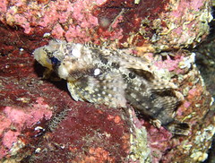 Nautichthys oculofasciatus