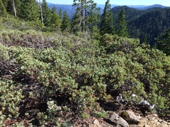 Arctostaphylos canescens