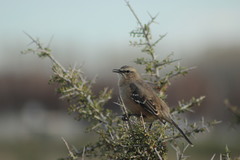 Mimus patagonicus